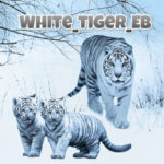 White_tiger_EB